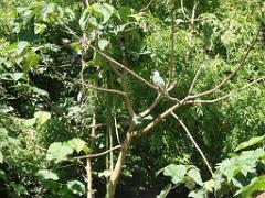101PARC AUX OISEAUX DANS L AIN 2016 2_000035